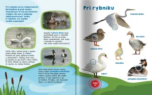 Moja veľká kniha Zvuky vtákov