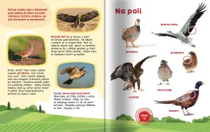 Moja veľká kniha Zvuky vtákov