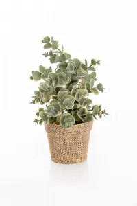 Weltbild LED umělý Eukalyptus v květináči