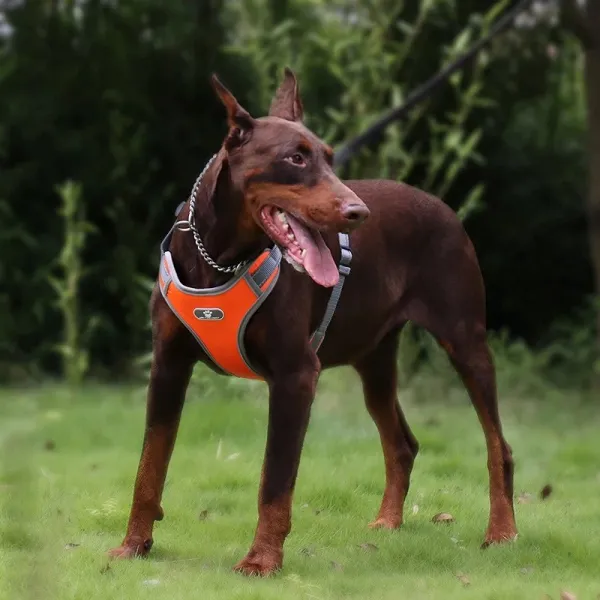 Postroj na výcvik psov ASTRO oranžový veľkosť XL
