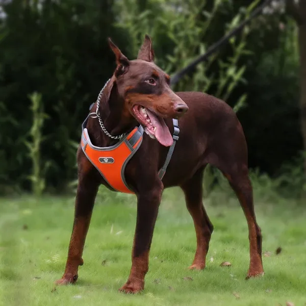 Postroj na výcvik psov ASTRO oranžový veľkosť XL