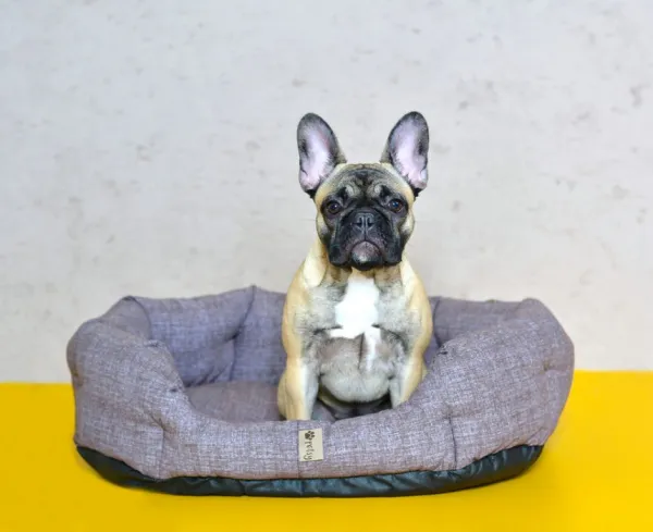 PETSY Pelech Bobík - 65 cm