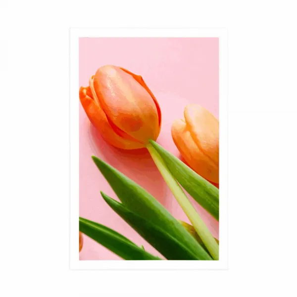 Plagát tulipán