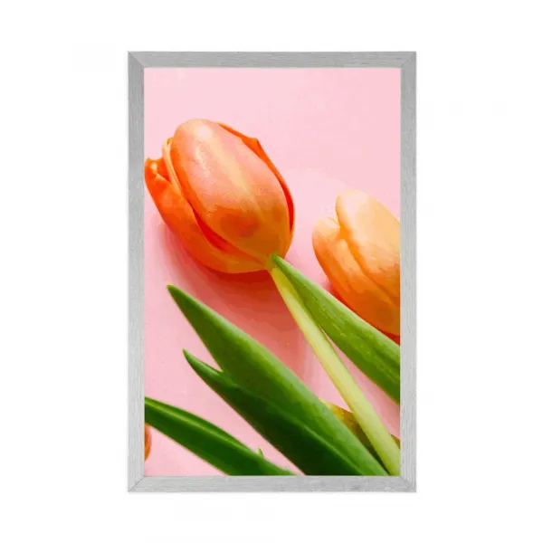 Plagát tulipán
