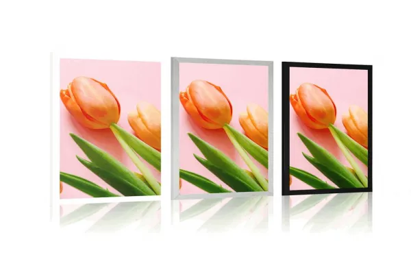 Plagát tulipán