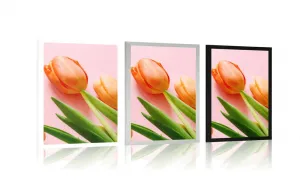 Plagát tulipán