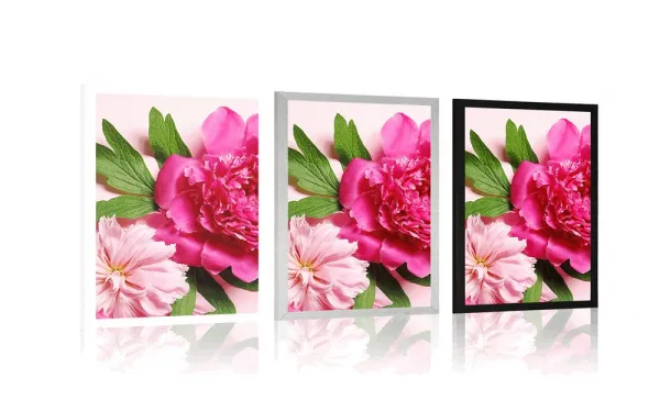 Plagát pivonky v ružovej farbe