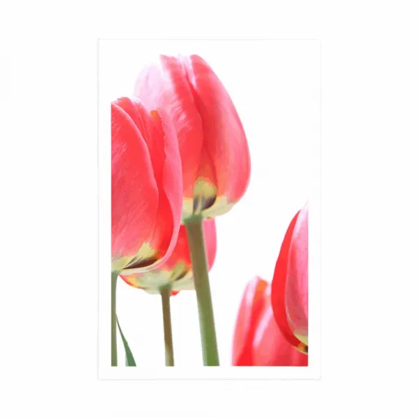 Plagát červené poľné tulipány