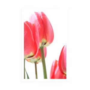 Plagát červené poľné tulipány