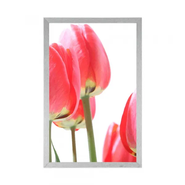Plagát červené poľné tulipány