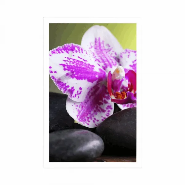 Plagát orchidea a čierne kamene