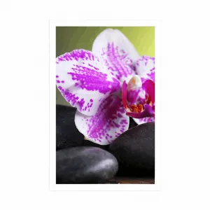 Plagát orchidea a čierne kamene