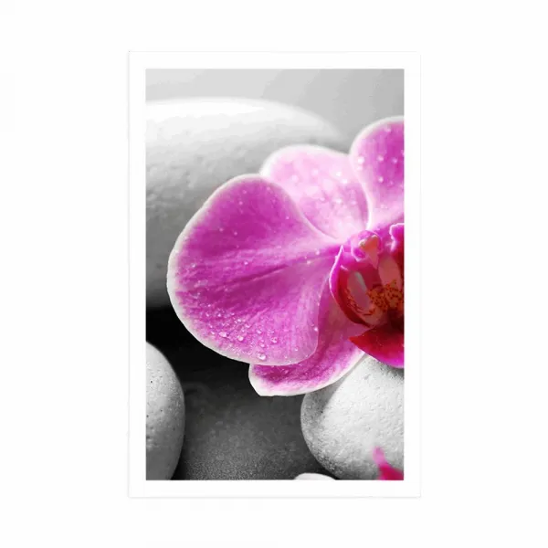 Plagát kvety orchidey na bielych kameňoch
