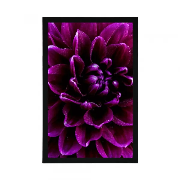 Plagát purpurovo-fialový kvet