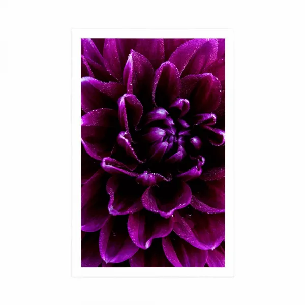 Plagát purpurovo-fialový kvet