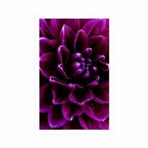 Plagát purpurovo-fialový kvet