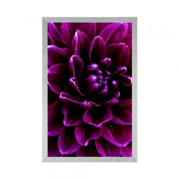 Plagát purpurovo-fialový kvet