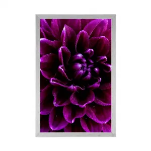 Plagát purpurovo-fialový kvet