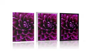 Plagát purpurovo-fialový kvet