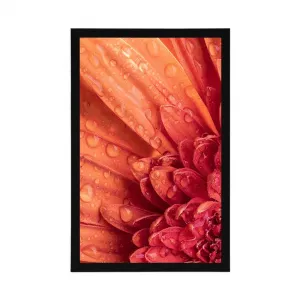 Plagát oranžová gerbera s kvapkami vody