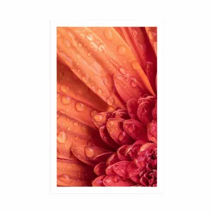 Plagát oranžová gerbera s kvapkami vody