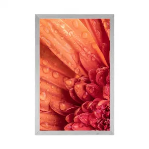Plagát oranžová gerbera s kvapkami vody