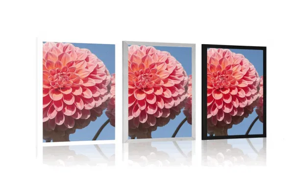Plagát kvitnúca dália