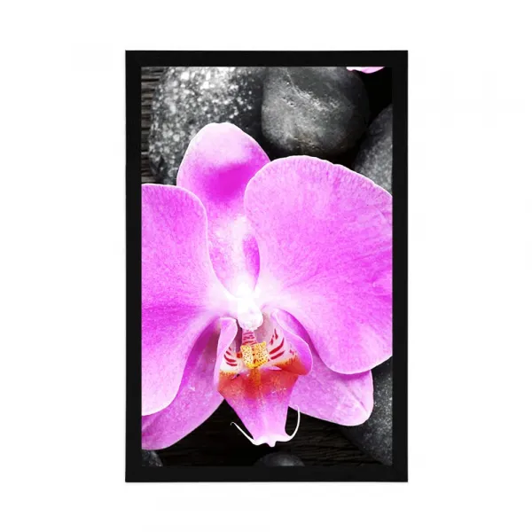Plagát nádherná orchidea a kamene