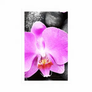 Plagát nádherná orchidea a kamene