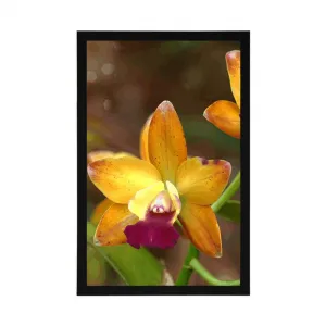 Plagát oranžová orchidea