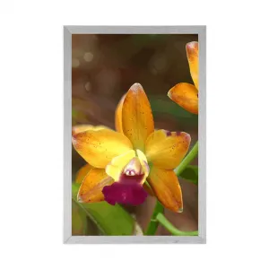 Plagát oranžová orchidea