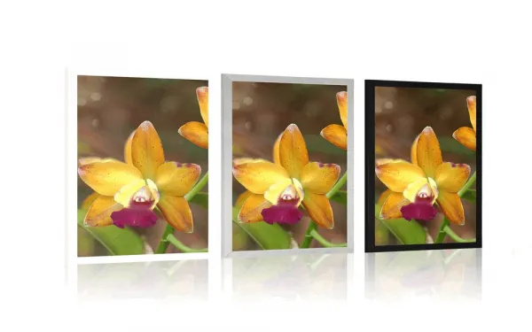 Plagát oranžová orchidea