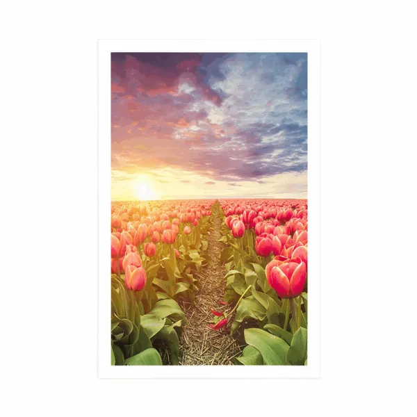 Plagát východ slnka nad lúkou s tulipánmi