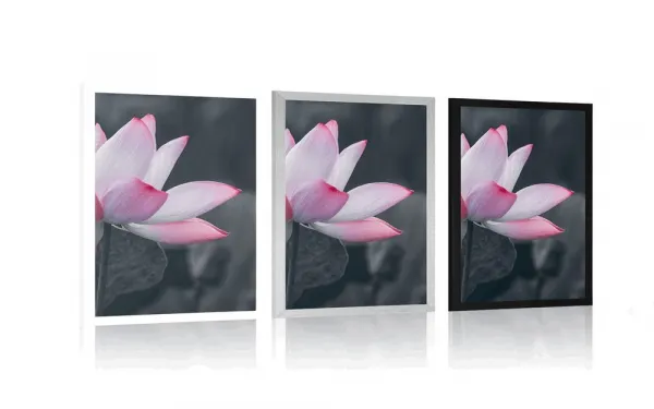 Plagát jemný lotosový kvet