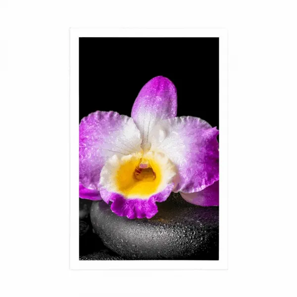 Plagát s paspartou fialová orchidea na Zen kameňoch