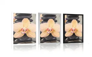 Plagát žltá orchidea a Zen kamene