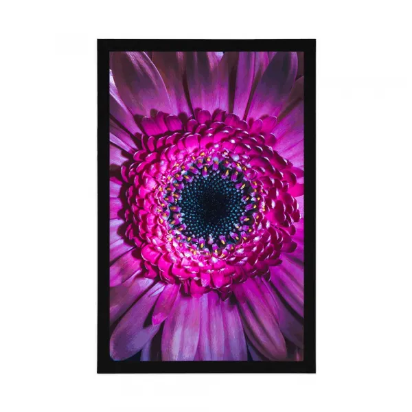 Plagát purpurová gerbera