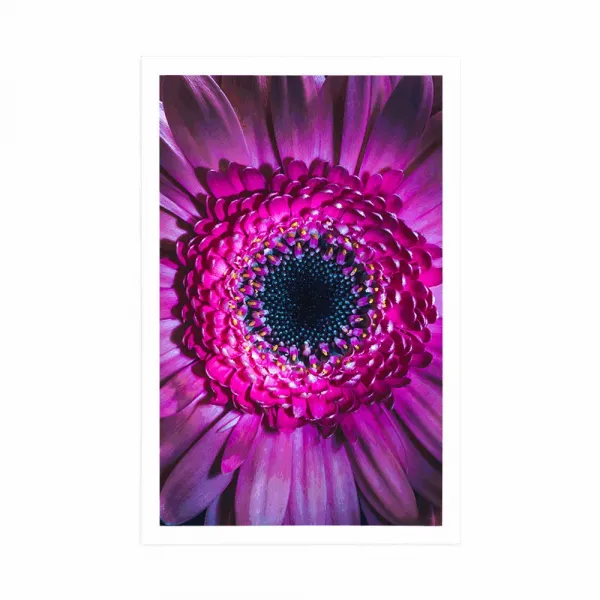 Plagát purpurová gerbera