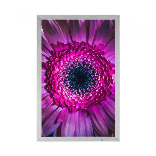 Plagát purpurová gerbera