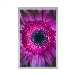 Plagát purpurová gerbera