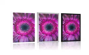 Plagát purpurová gerbera