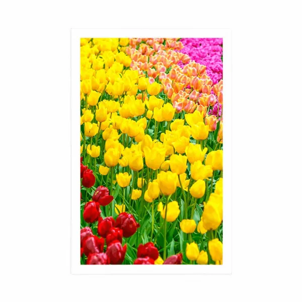Plagát záhrada plná tulipánov