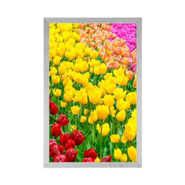 Plagát záhrada plná tulipánov
