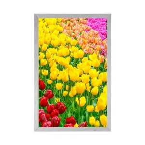 Plagát záhrada plná tulipánov