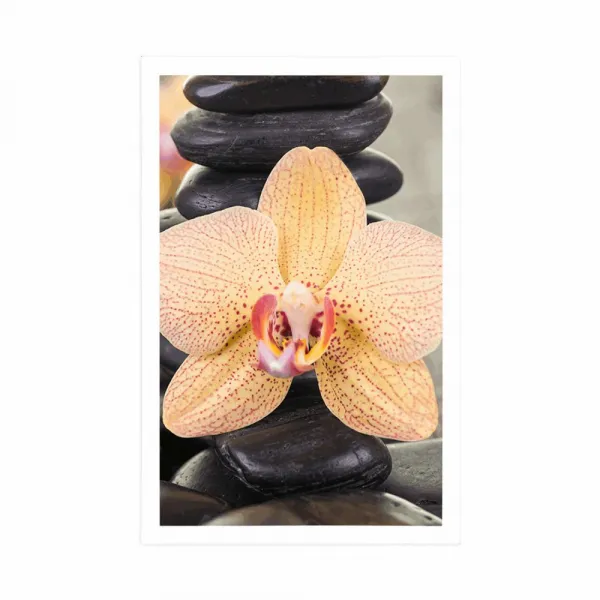 Plagát žltá orchidea a Zen kamene