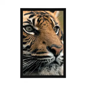 Plagát bengálsky tiger