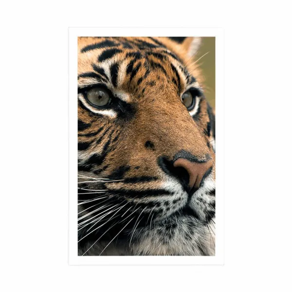 Plagát bengálsky tiger