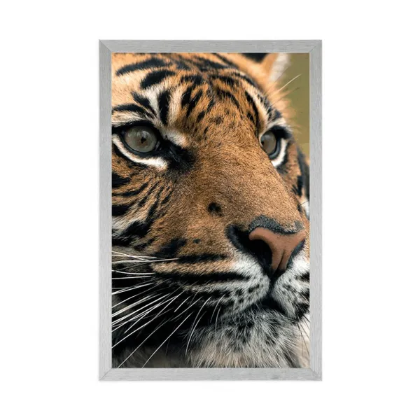 Plagát bengálsky tiger
