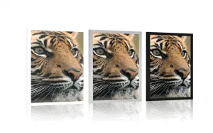 Plagát bengálsky tiger
