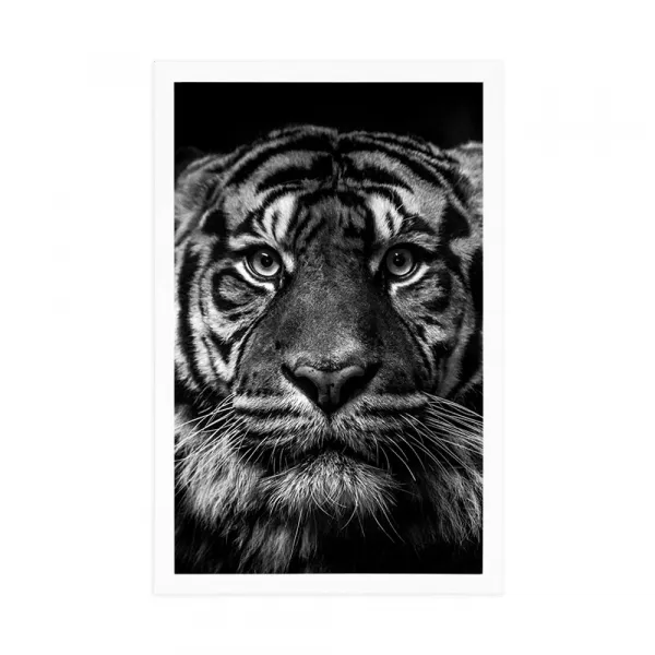 Plagát tiger v čiernobielom prevedení